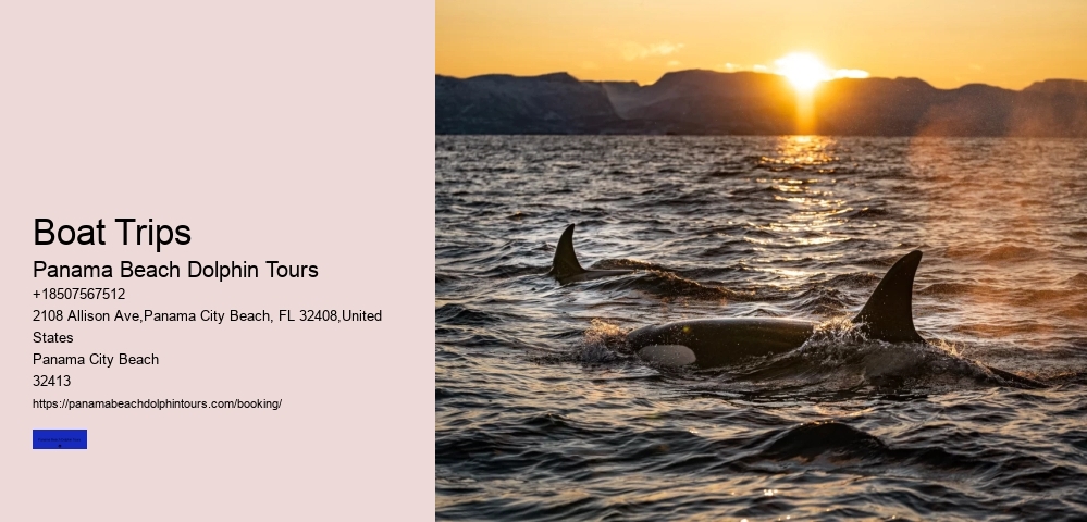 What Time Of Day Are Dolphins Most Active