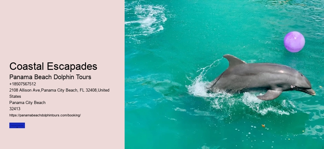 What Do I Need To Know Before Swimming With Dolphins