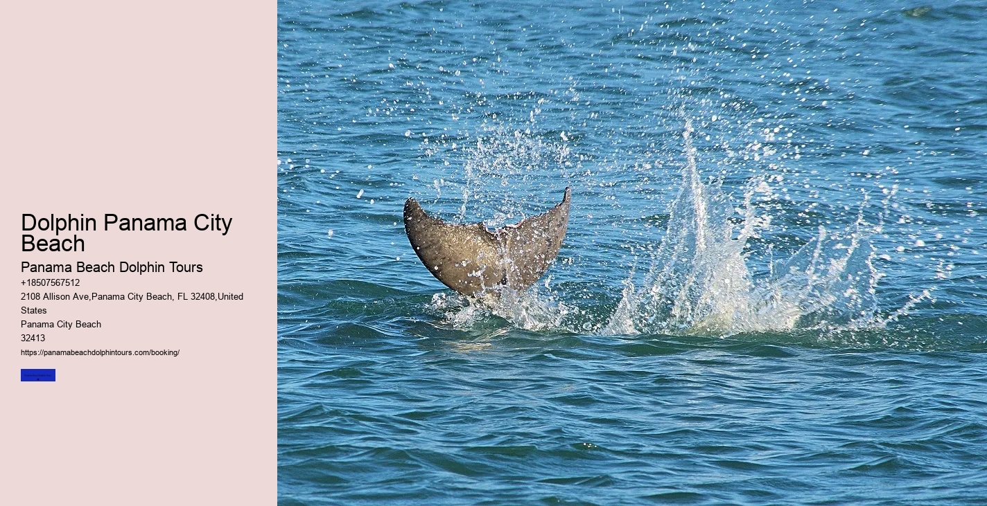 Dolphin Sightseeing