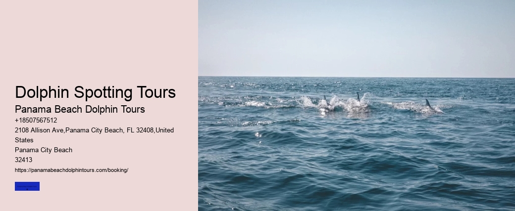 Dolphin Spotting Tours
