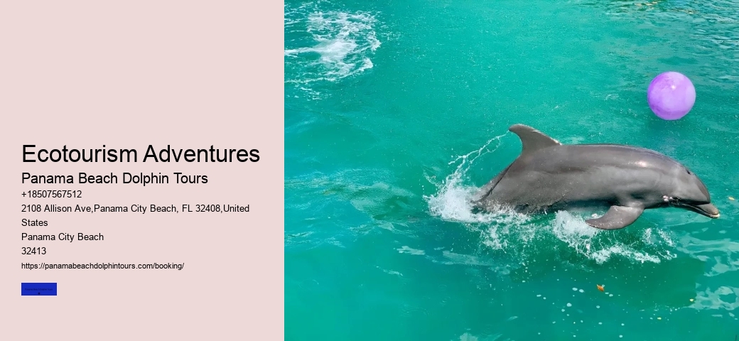 How To Swim With Dolphins