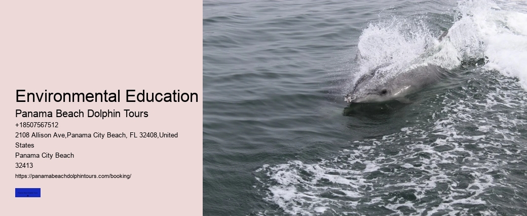 Beach Dolphin Tours