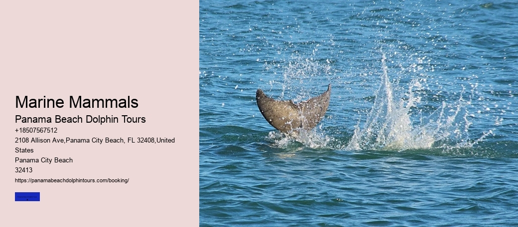 Marine Mammals
