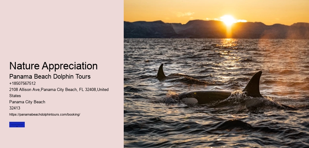 Dolphin Swim Ocean Secrets